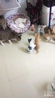 黑玛丽生小鱼视频,揭秘神秘繁殖奇观