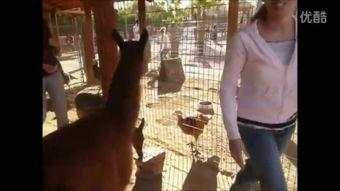 骆驼耻视频,揭秘网络迷因背后的文化现象