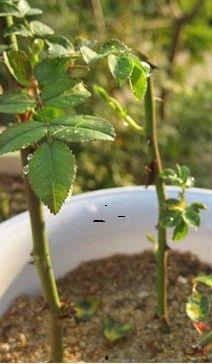 种植玫瑰视频,从播种到绽放的美丽旅程