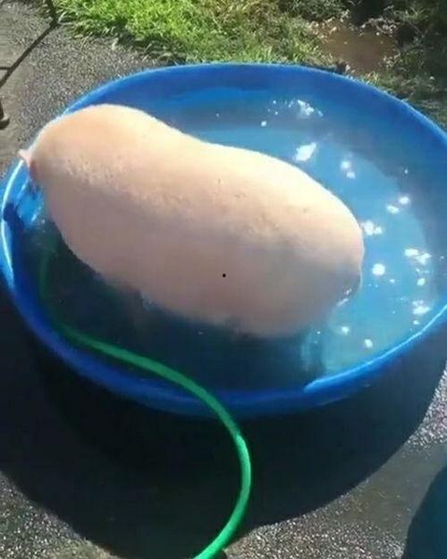 洗澡喂视频,宝宝洗澡与喂养的温馨瞬间