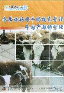 人工宰牛视频,传统技艺与现代视角的碰撞