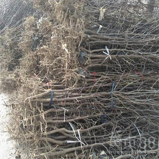 栆树嫁接视频,视频教学助您轻松掌握