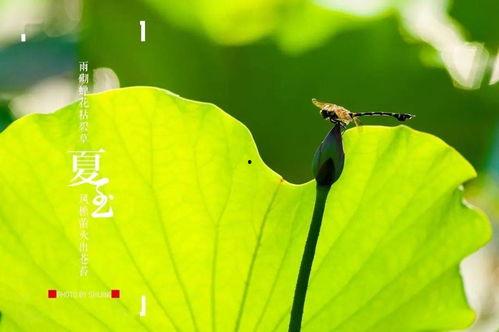 节气夏至的视频,太阳最盛，万物生长的极致时刻