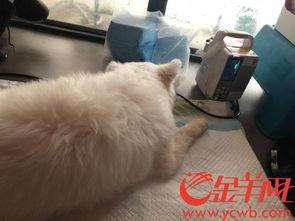 虐比熊视频,揭示动物虐待的黑暗面