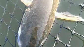 中国飞钓视频,捕捉自然与技艺的和谐交响